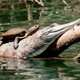 Illustration for article titled Sunday Crocodilian - Crocodylus johnstoni Edition